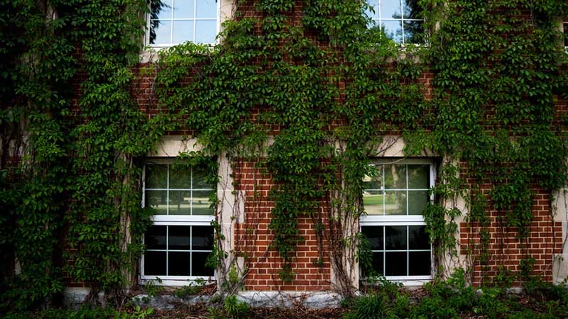 Plants on the home's wall